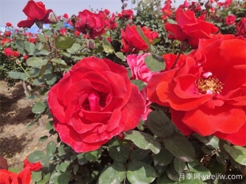 月季、玫瑰、蔷薇分别是什么？如何区别？